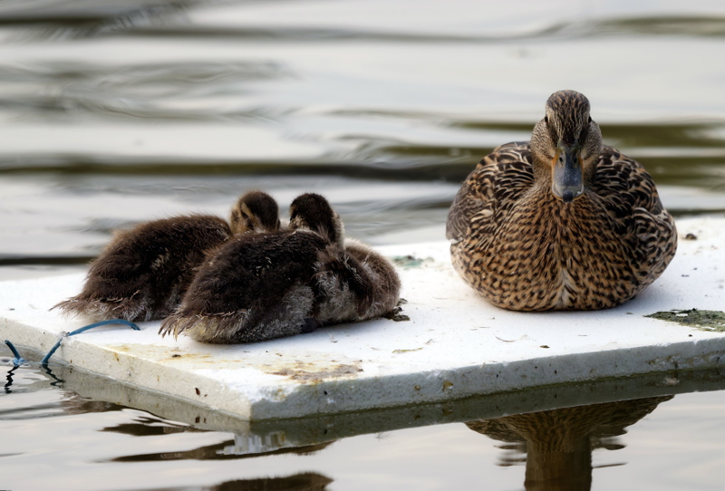 Duck with two chickens